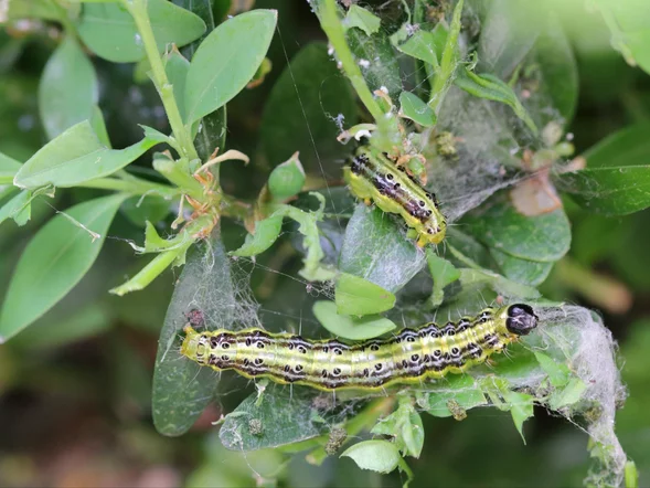 Miniatura: Posyp bukszpan tym z kuchni. Gąsienice ćmy...