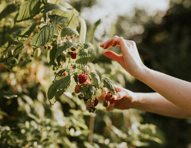 Miniatura: „Nawet 90% mniej chwastów w malinach!”....