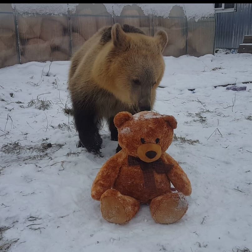 Niedźwiedź Stepan - gwiazda rosyjskiego internetu 