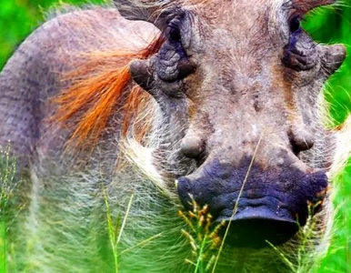 Miniatura: Dziki też chodzą do kardiologów