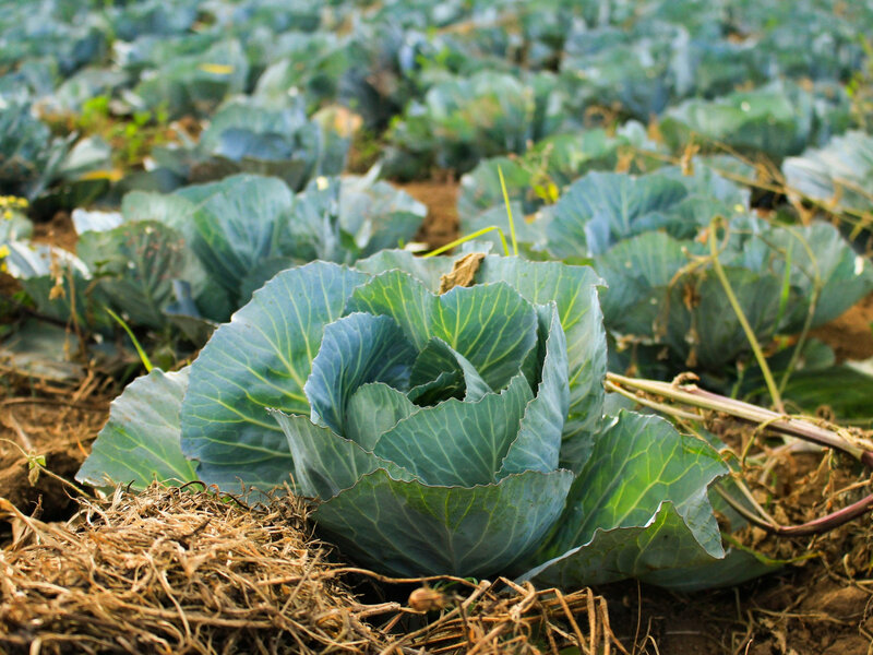 Kapusta na grządkach ściółkowanych słomą