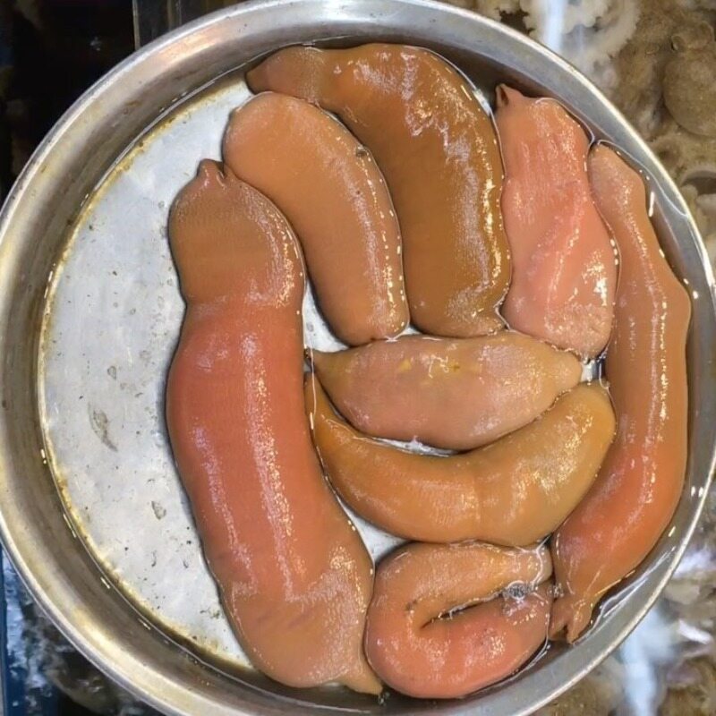 „Ryba penis”, czyli morski bezkręgowiec  z rodziny Urechidae 