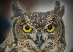 Miniatura: Quiz wiedzy dla wszechwiedzących. Jesteś...