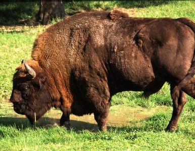 Miniatura: Jest zima więc... liczymy żubry