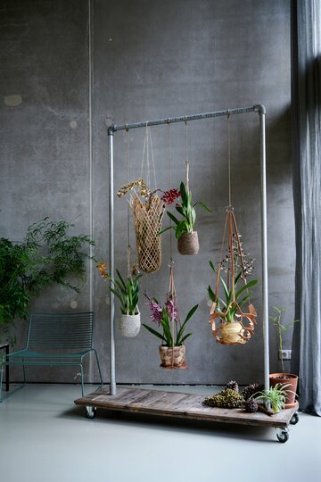 Storczyki Phalaenopsis