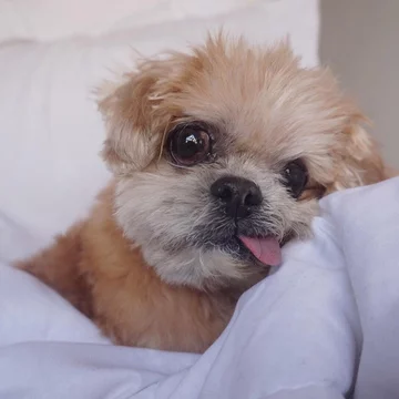 Pies Marnie 