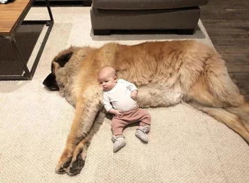 Lamont i jego przyjaciele 