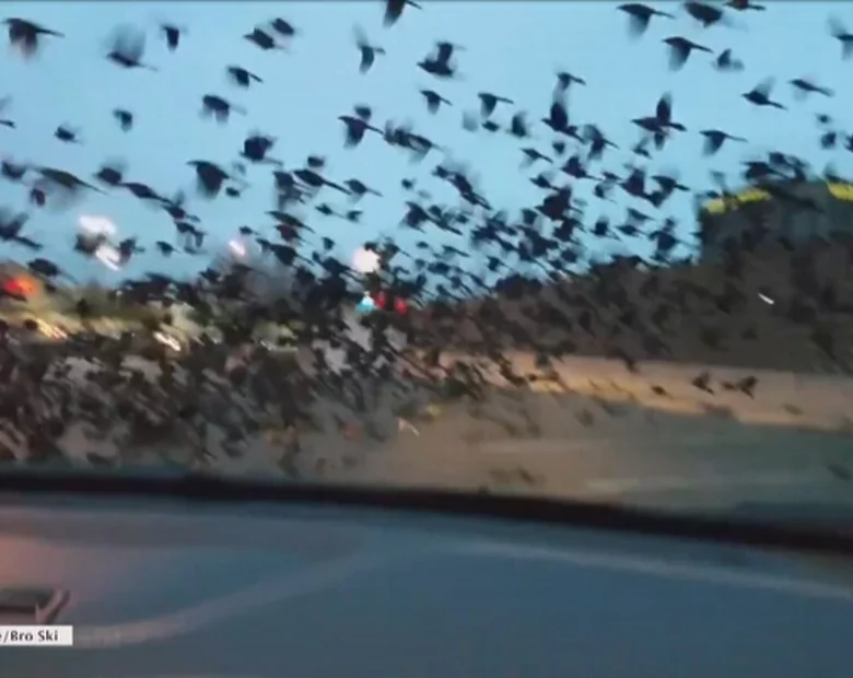 Miniatura: Ptaki opanowały parking. Niezwykłe...