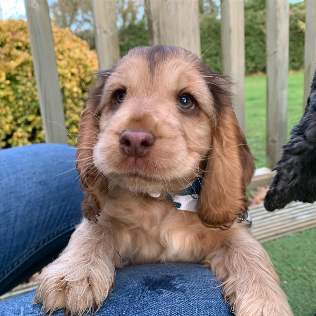 Cocker spaniel Winnie 