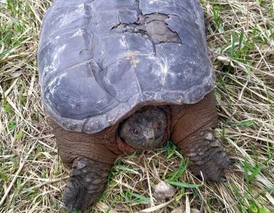 Miniatura: Ten żółw może np. odgryźć człowiekowi...