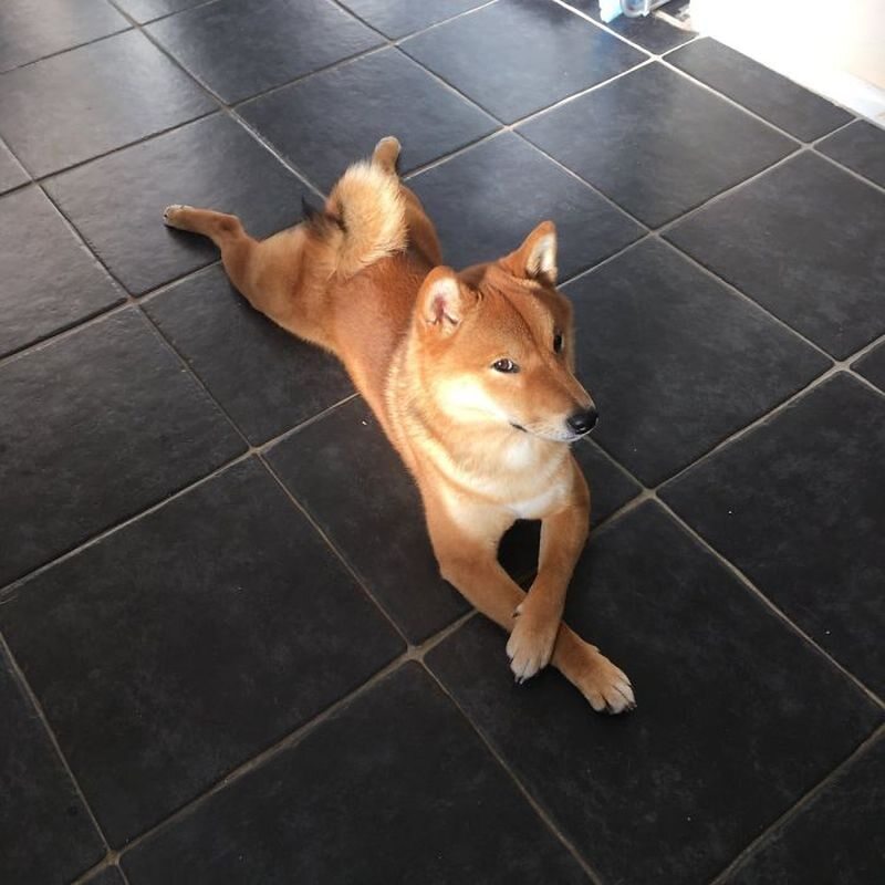 Shiba inu memiczność mają we krwi 