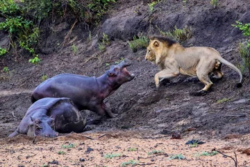 Lew polujący na hipopotama 