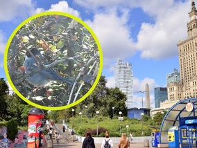 Rzadki ptak po raz kolejny w Polsce. Był widziany u nas tylko 3 razy