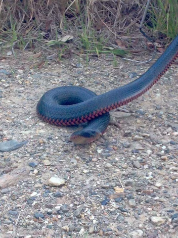 Wąż złapany przez pracowników firmy Brisbane Snake Catchers 