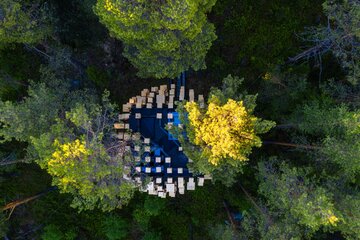 Biosphere, dom na&nbsp;drzewie z&nbsp;kompleksu Tree Hotel, proj. BIG