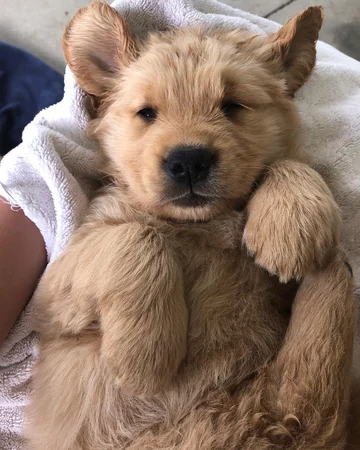 Psy rasy Golden Retriever 