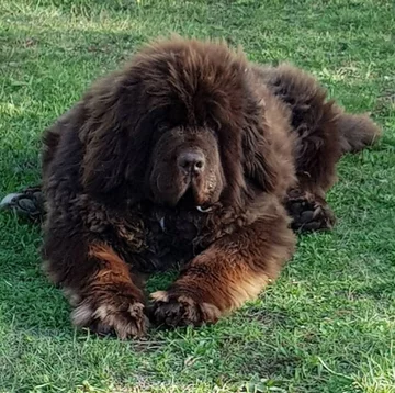 Nowofundlandy w obiektywie włascicieli 