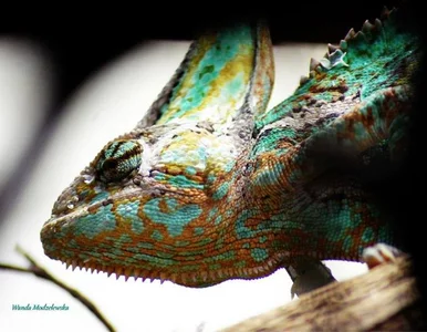 Miniatura: Pojawiły się na Ziemi 200 mln lat temu....