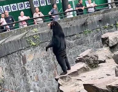 Miniatura: Przebrali człowieka za niedźwiedzia? Zoo...