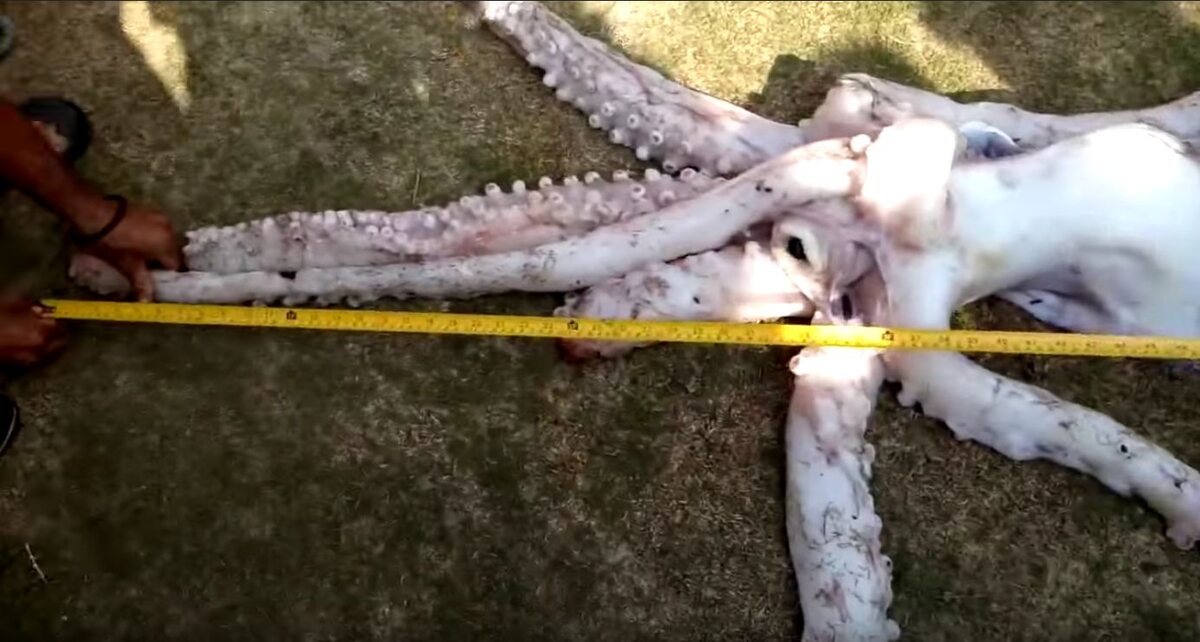 Gigantyczna kałamarnica złowiona przez filipińskiego rybaka 