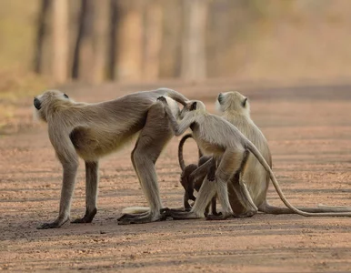 Miniatura: Indie. Małpy ukradły próbki krwi pacjentów...
