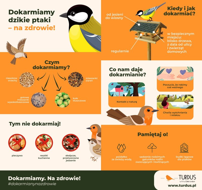 Jak dokarmiać ptaki w prawidłowy sposób?