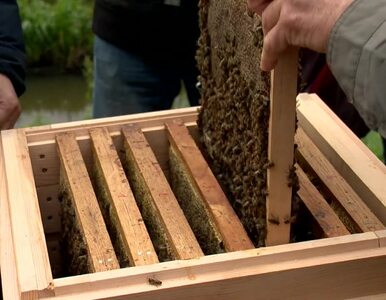 35 tysięcy pszczół w środku miasta. W Białymstoku powstała miejska pasieka