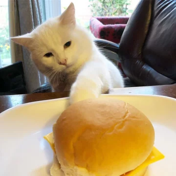 Smudge 