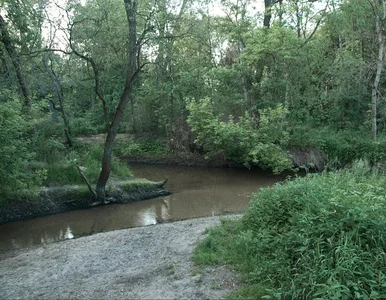 Miniatura: Stos worków z martwymi psami w rzece pod...