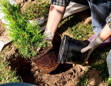Miniatura: Kiedy sadzić tuje, żeby rosły jak szalone?...