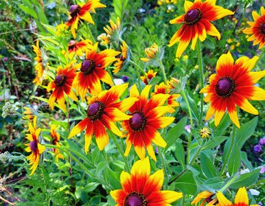 Miniatura: Zrób to we wrześniu, a rudbekie odwdzięczą...