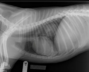 Prześwietlenie pokazało, skąd dolegliwości psa 