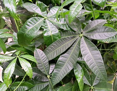 Miniatura: Podlewałam ją źle przez lata. Teraz ta...