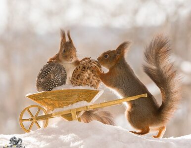 Miniatura: Te wiewiórki są prawdziwymi wielbicielami...