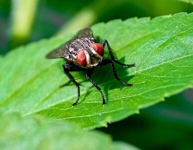 Miniatura: Pierwszy człowiek zakażony śrubowcem....