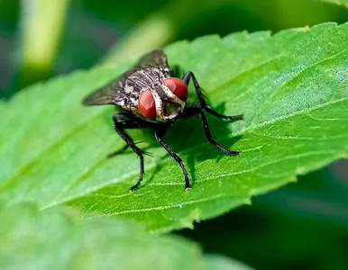 Miniatura: Pierwszy człowiek zakażony śrubowcem....