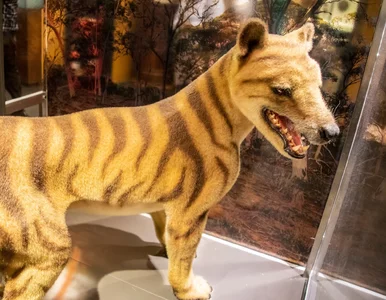 Miniatura: Chcą przywrócić do życia wymarły gatunek...