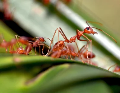Miniatura: Biały proszek, płyn do mycia naczyń: 4...