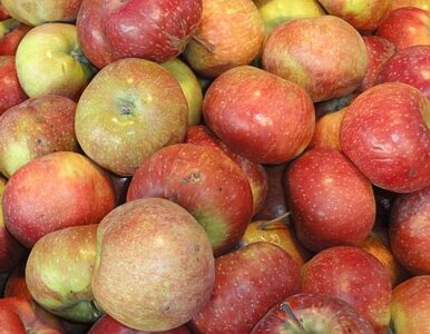 Miniatura: Polska produkuje najwięcej jabłek