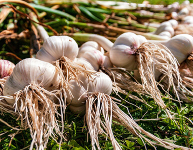 Miniatura: W marcu czosnek potrzebuje tego składnika....