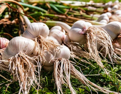 Miniatura: W marcu czosnek potrzebuje tego składnika....