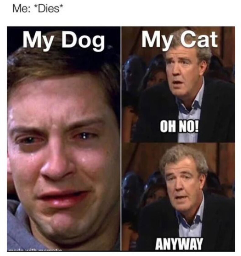 Reakcje mojego psa i mojego kota na moją śmierć 