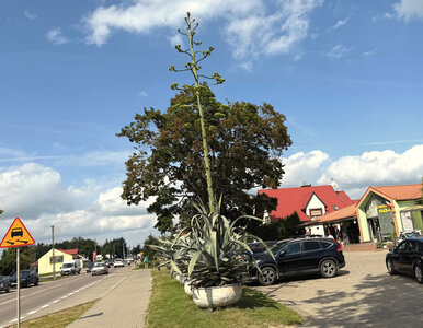 Miniatura: Cała Polska podziwia. Agawa zakwitła na...
