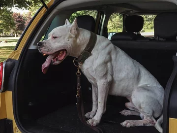 Dogo Argentino 