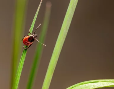 Miniatura: Zaskakujące odkrycie w sprawie boreliozy....