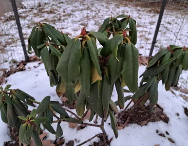 Miniatura: Podsyp rododendrony proszkiem z kuchennych...