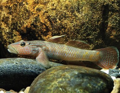 Miniatura: Te ryby potrafią się wspinać. Inaczej by...