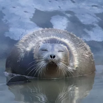 Foka uratowana przez organizację Seal Rescue Ireland 