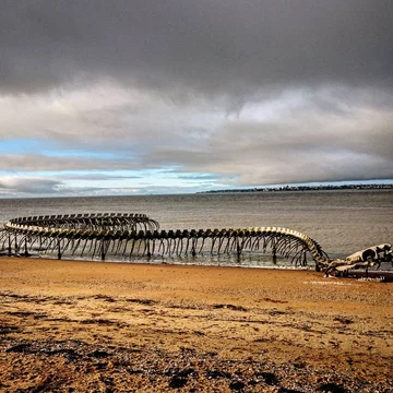 Serpent D'ocean 
