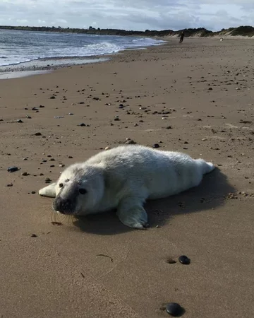 Foka uratowana przez organizację Seal Rescue Ireland 